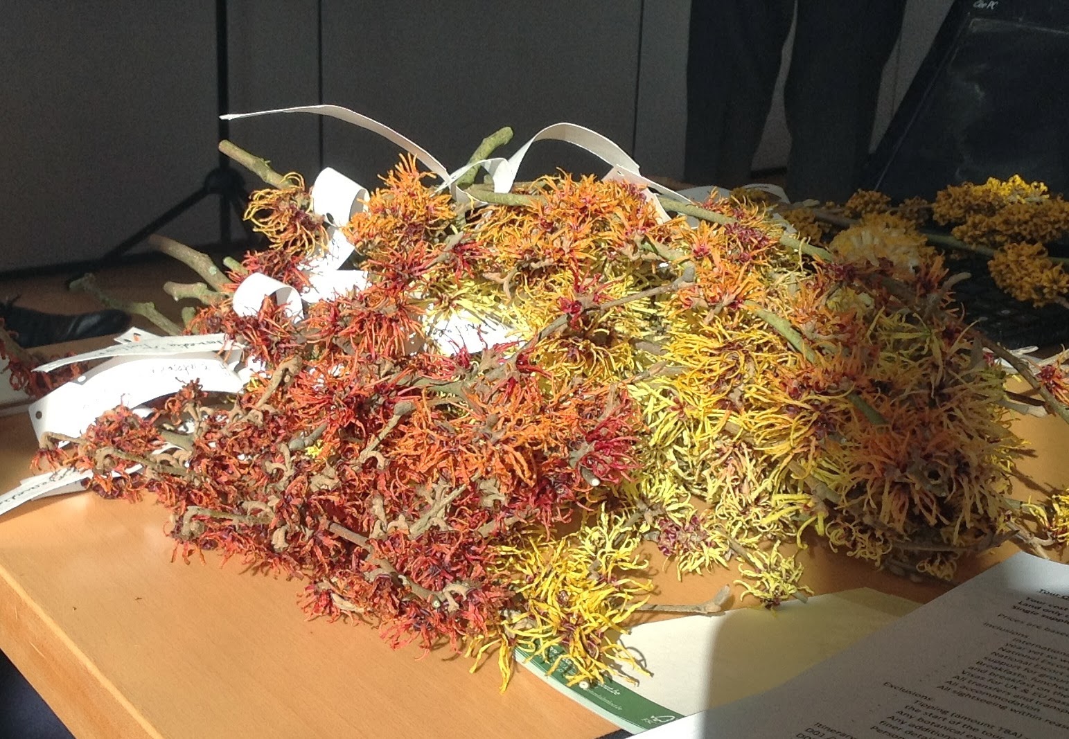 15 Best Deciduous Azaleas Images Azaleas Rhododendron Colorful