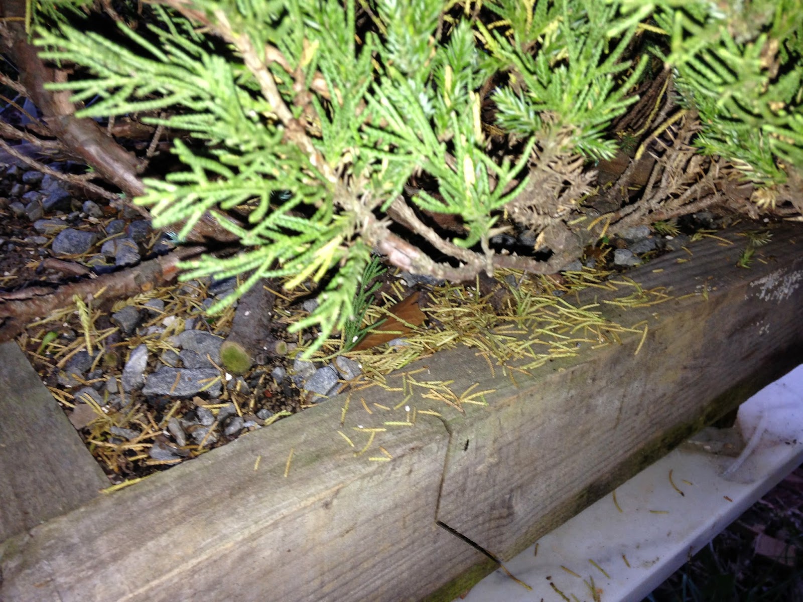 Yellowing Juniper Bonsai Nut
