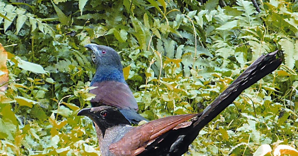 Endangered Bird Spotted In Siliguri