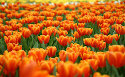 Tulpen achtergrond met een veld vol oranje tulpen . HD bloemen wallpaper (hd tulpen achtergrond met een veld vol oranje tulpen wallpaper)