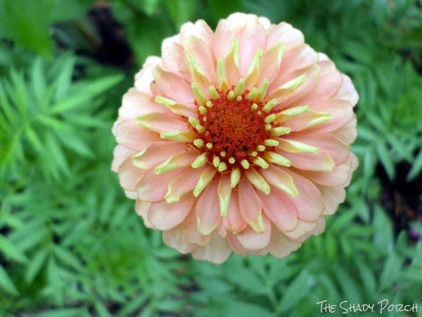 Zinnia Magellan Zinnia Magellan