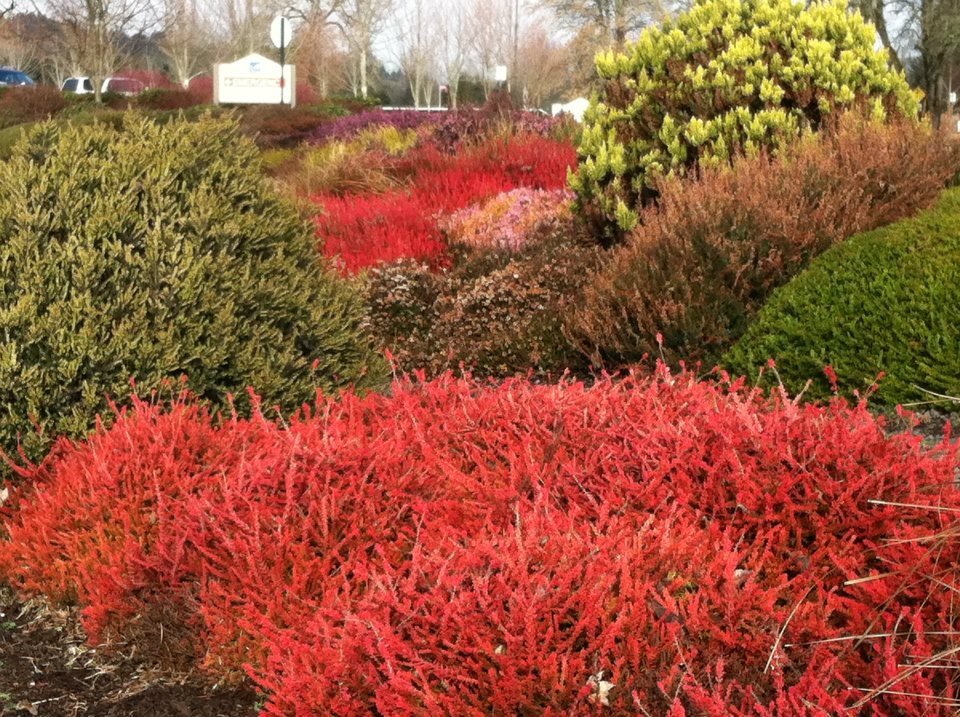 Cottage Grove Garden Club Heather Garden