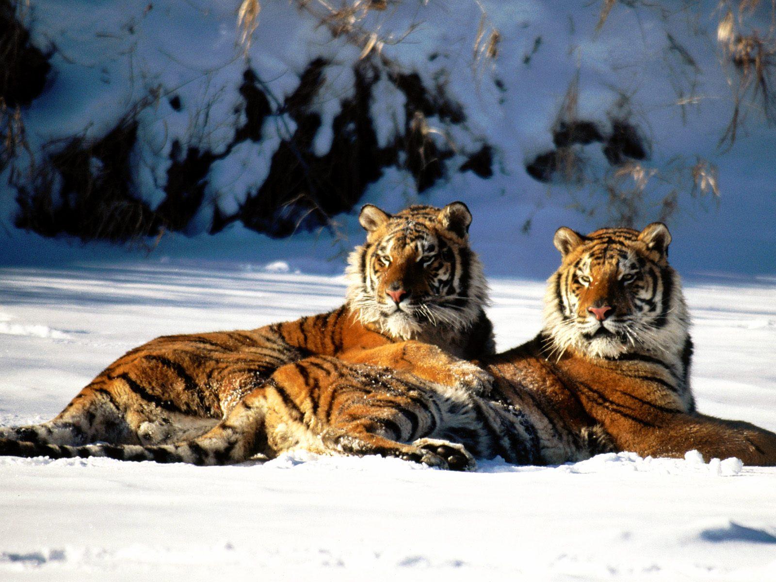 http://2.bp.blogspot.com/-HwFd-vdI_iM/UHfrpkYWqeI/AAAAAAAAIAo/zW2vRYnXZWk/s1600/Tiger+Photos+3dwallpaper2013.blogspot.com+45.jpg