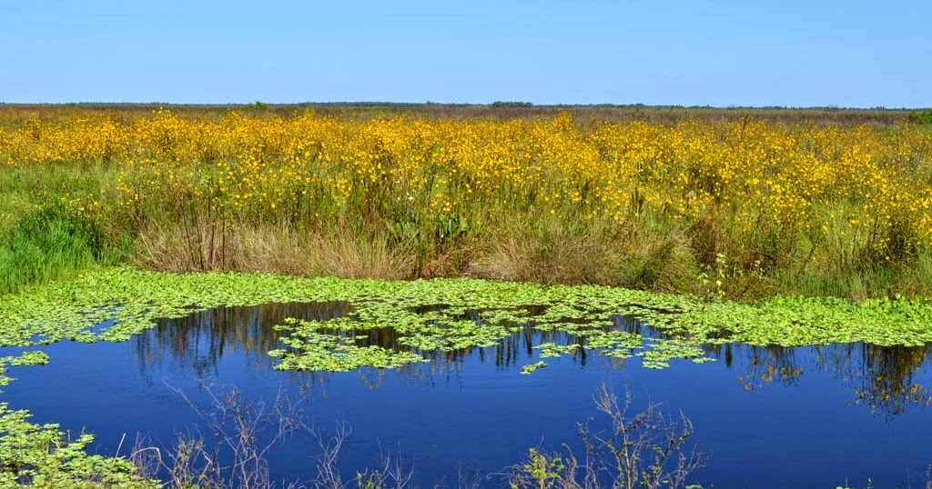 Space Coast Wildflowers Tosohatchee WMA Southeastern Sunflowers