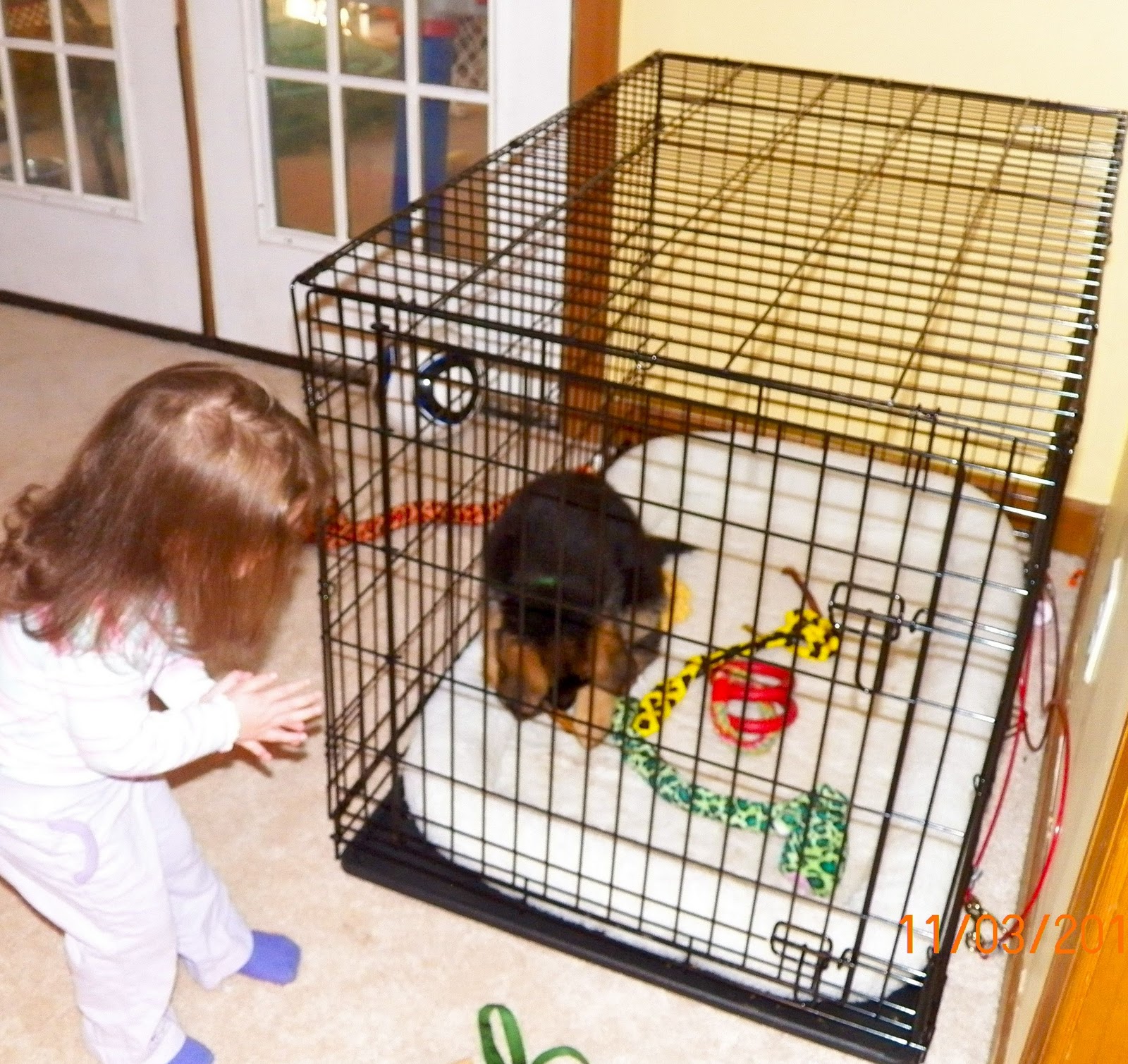 setting up a puppy pen