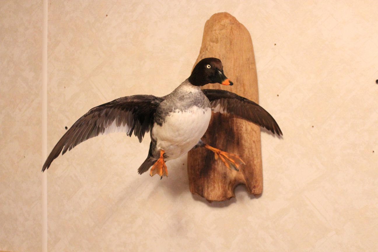 Bird In Everything Taxidermy Bird Mounts