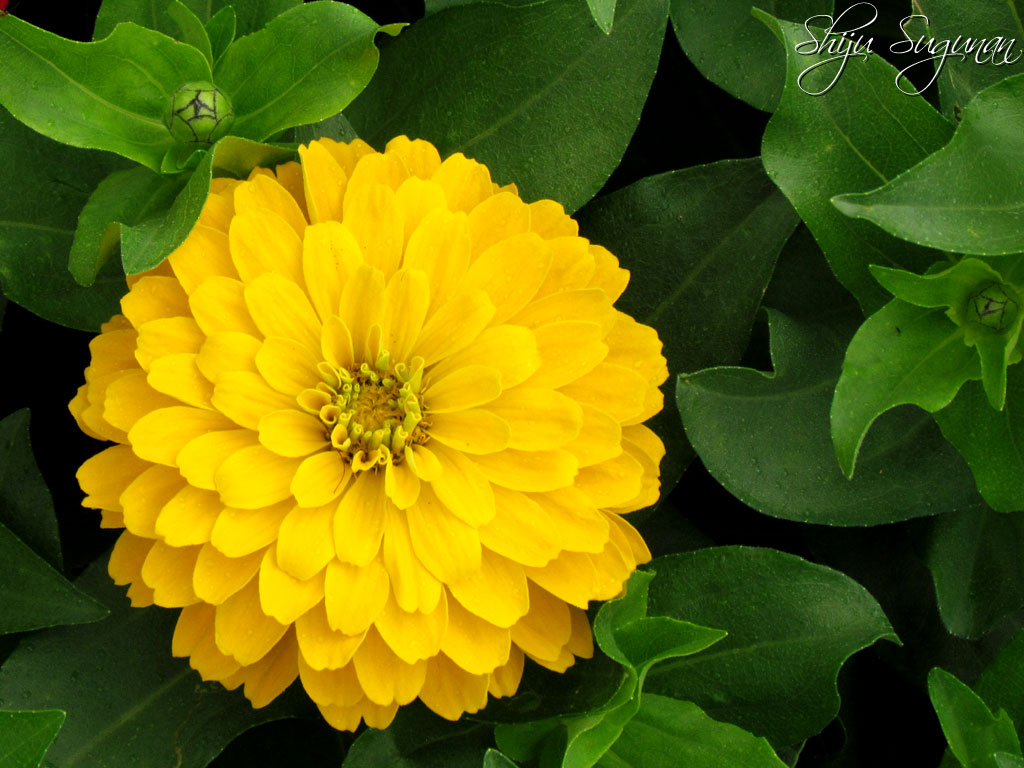 Profusion red yellow bicolor zinnia