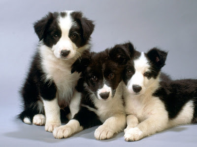 Border Collie Dog Picture