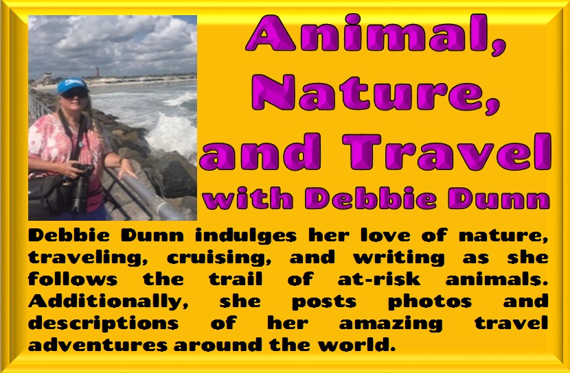 Animal, Nature, and Travel