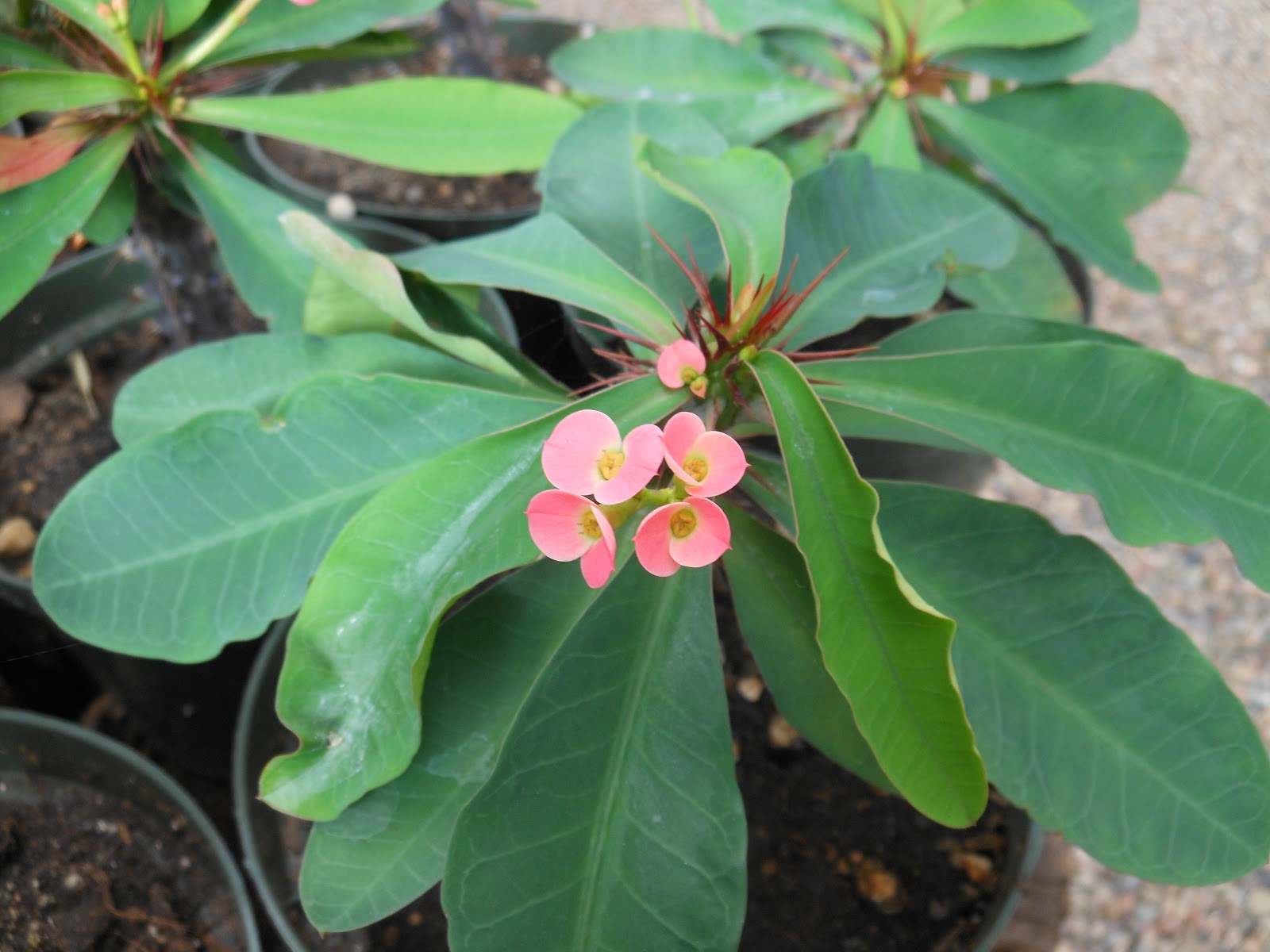 Crown of Thorns Plant