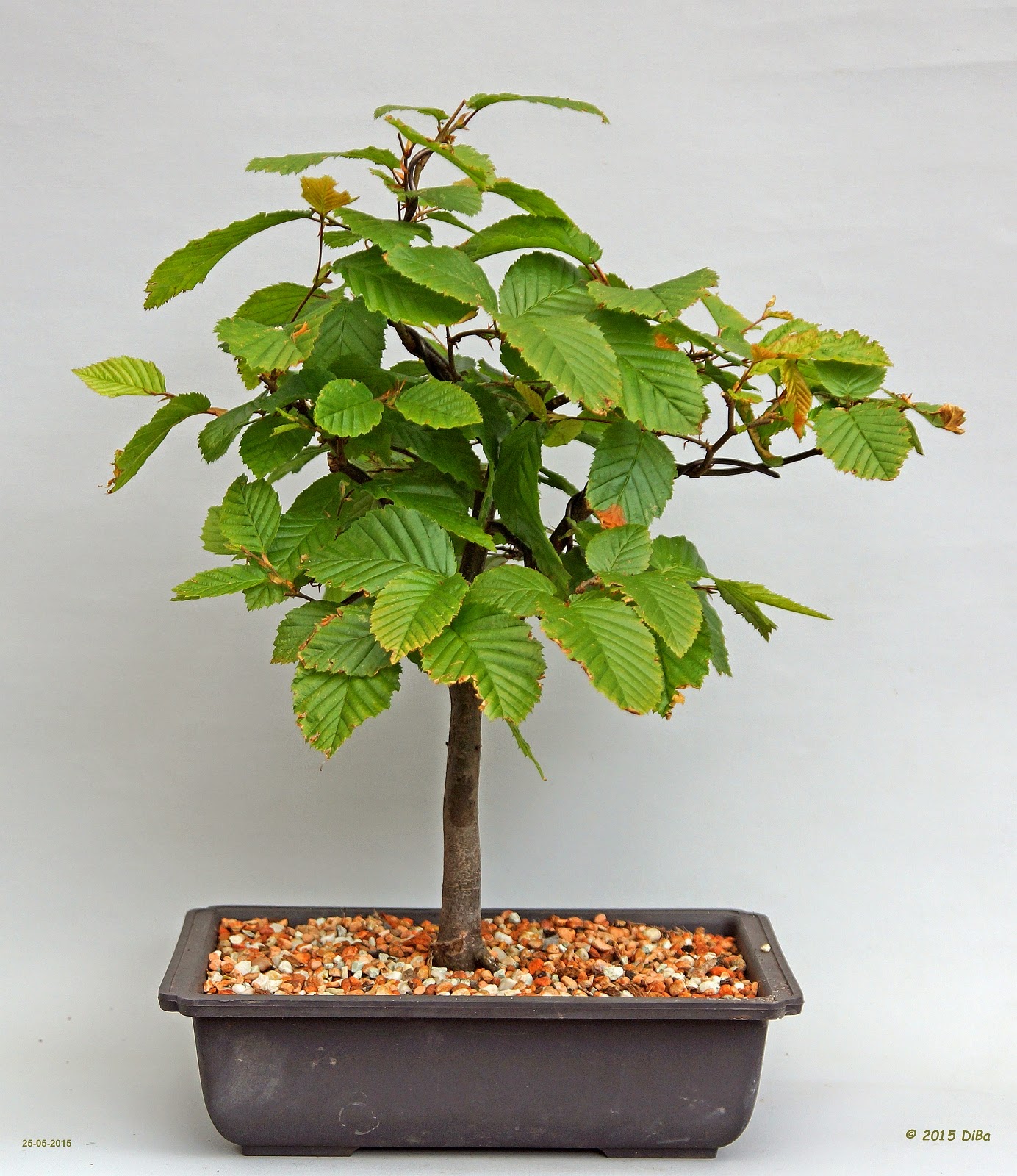Bonsai Tree 29 Awesome Holly Bonsai Inspirations