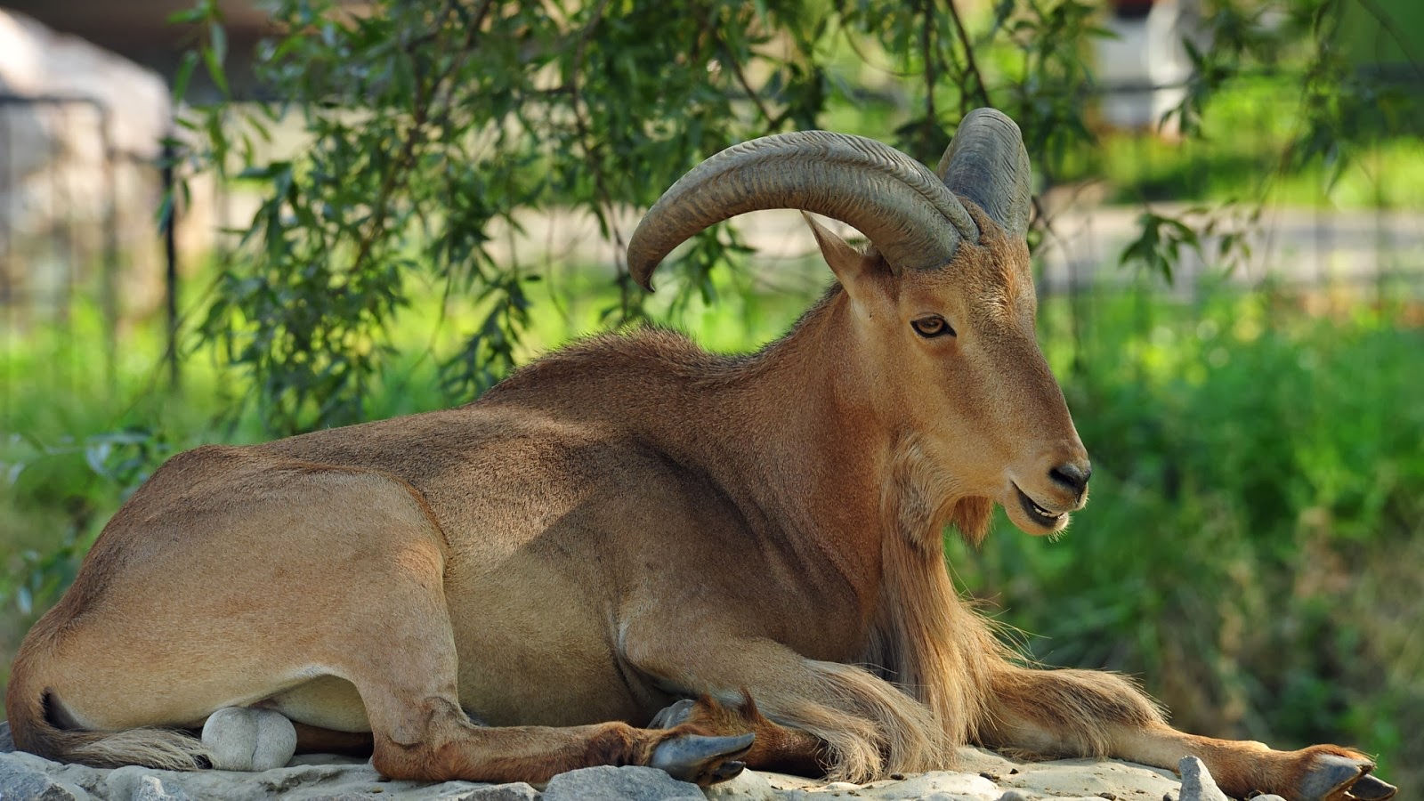 Beautiful Animal Goat Wallpapers HD ~ Desktop Wallpapers free Download