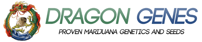 Dragon Genes Marijuana Seeds