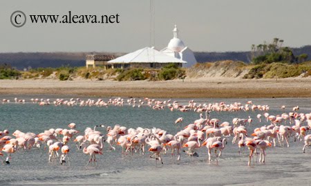 Flamingo in Peninsula Valdes Patagonia Argentina