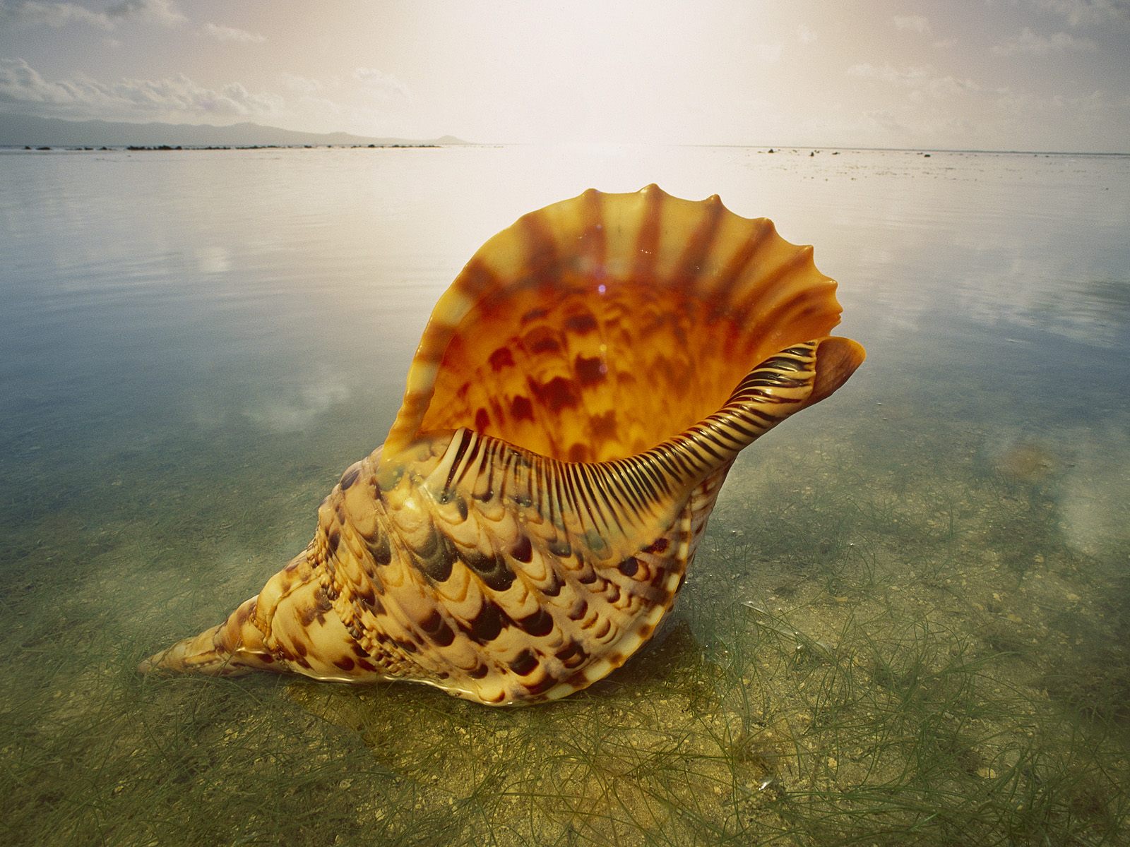 Is A Seashell Alive Or Dead? The Science Explained - 2ewpj39