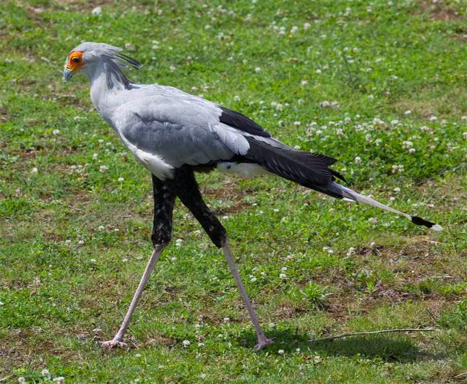 World Beautiful Birds Secretary Bird Facts Information & Lates Pictures