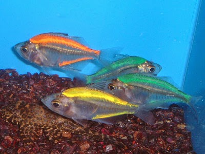 Cm Glass Fish Tank Bundaberg Au Cm Glass Fish Tank Bundaberg Au