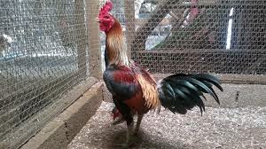80 Gambar Ayam Aduan Pama Terbaik 80 Gambar Ayam Aduan Pama Terbaik
