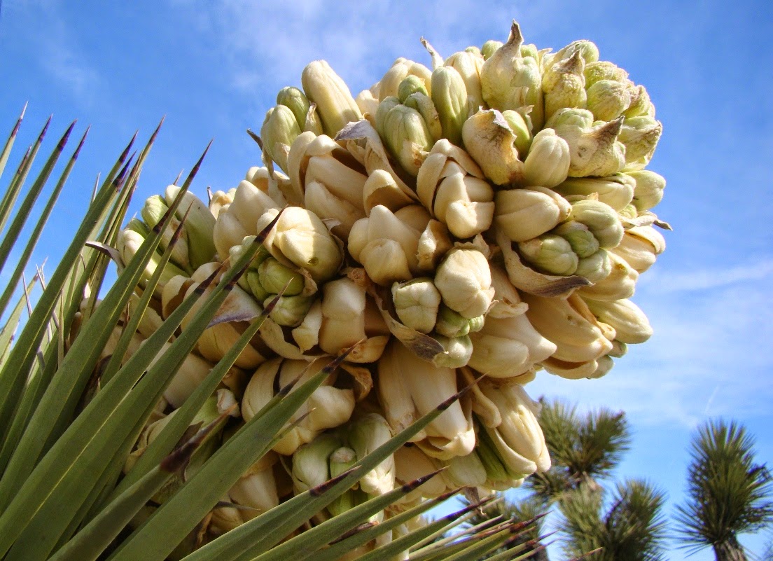 Liliana Usvat Reforestation and Medicinal use of the Trees Joshua Tree treat arthritis