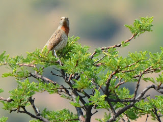 Rufous-Breasted Wryneck