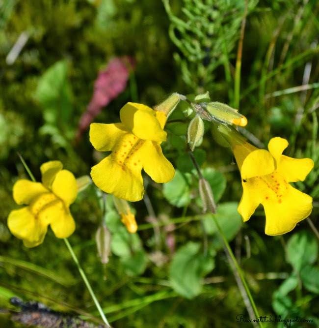 Run 'n Stitch Alaska Wild Flowers