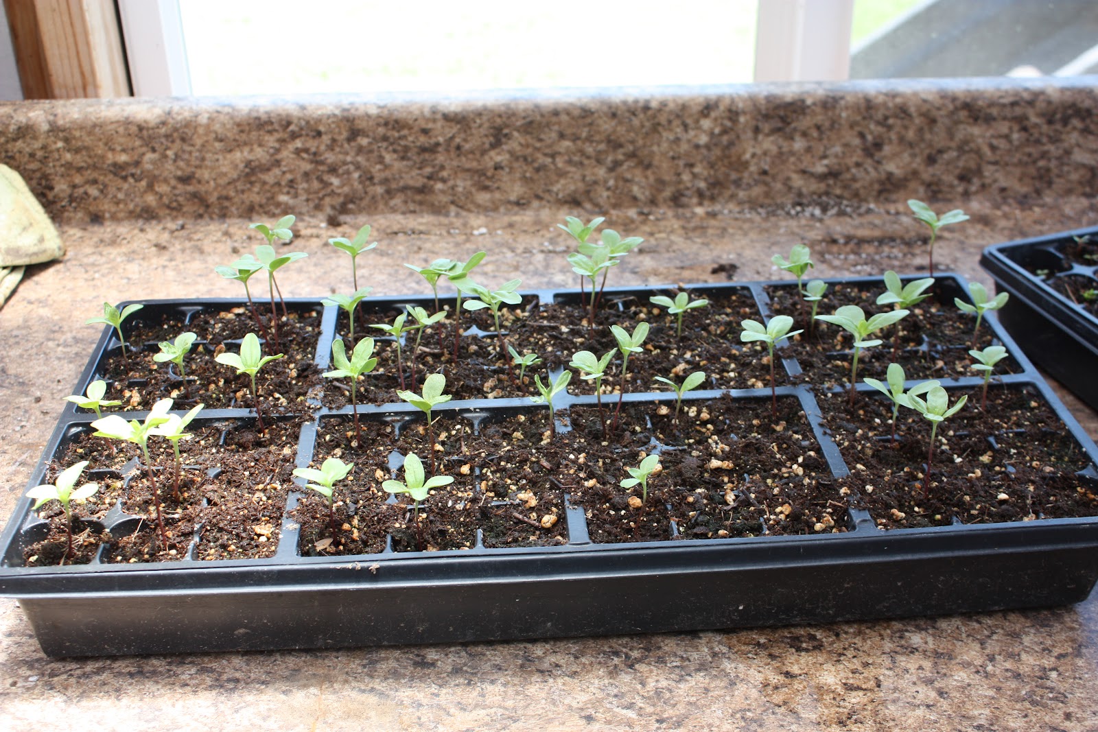 42 zinnia plants for under 2.00 potting up seedlings