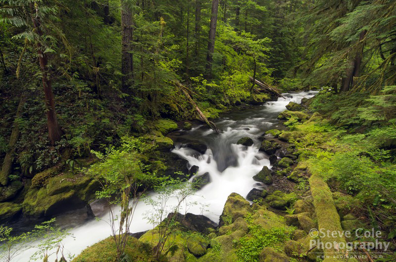 Curly burn river coursework 05 image