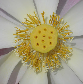 Sacred Lotus Flower