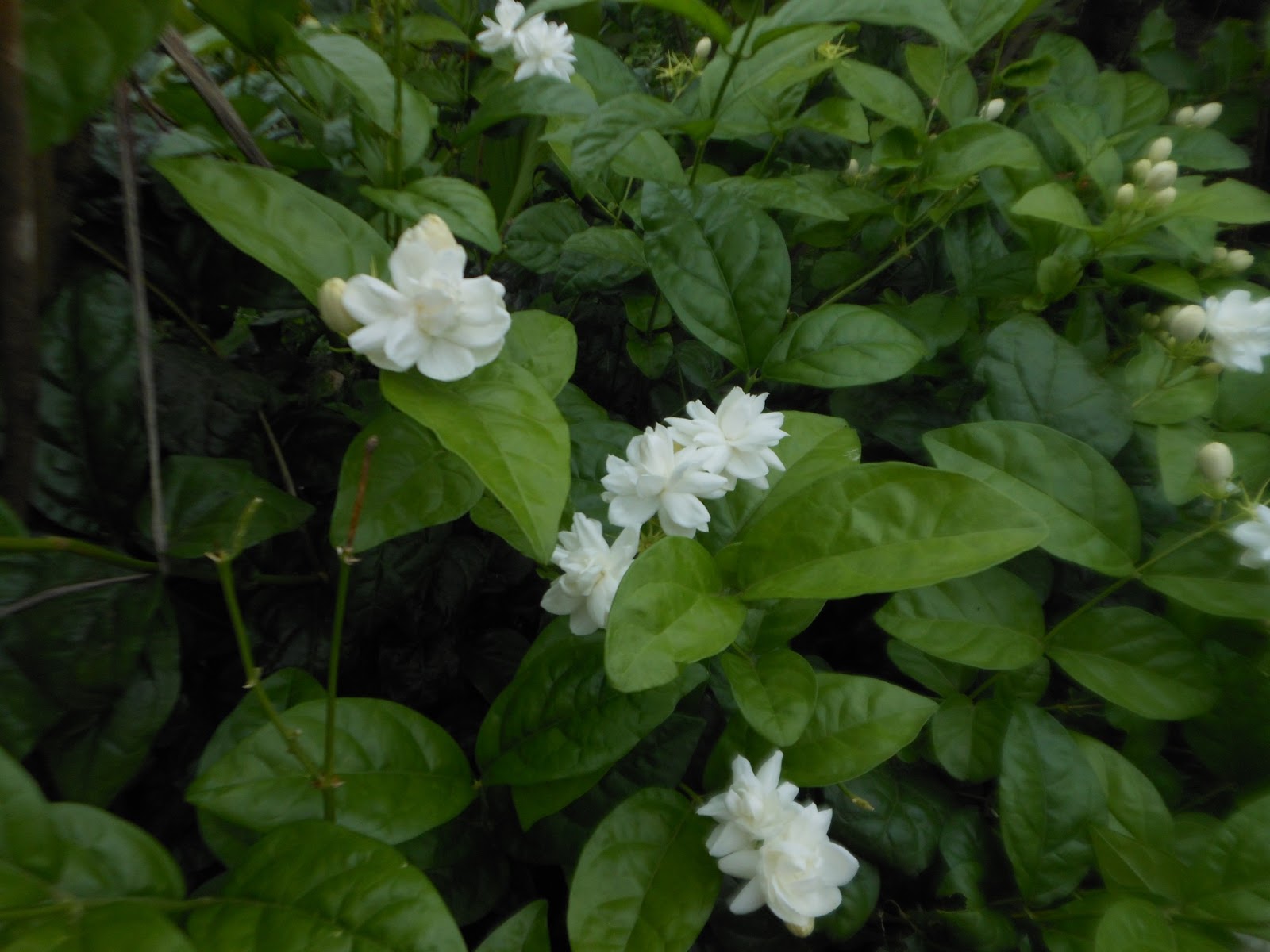AMUSING WORLD Jasmine flowers in our garden