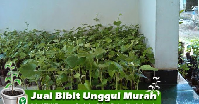 jual bibit anggur hitam murah unggul jual bibit murah jual bibit anggur hitam murah unggul jual bibit murah