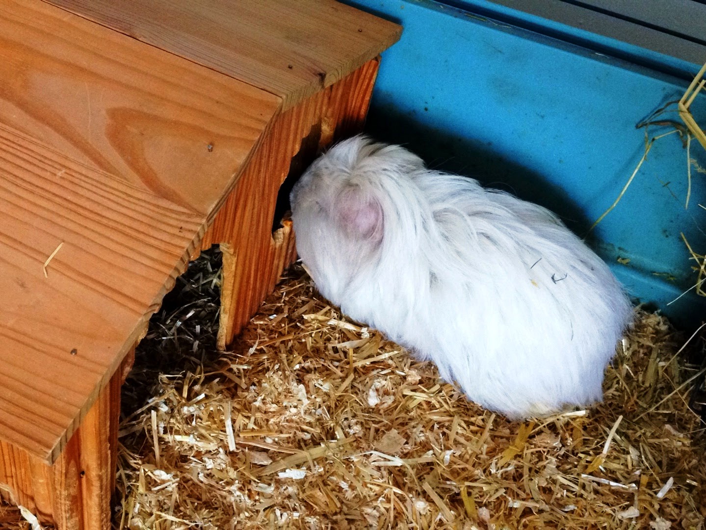 Undercover Guinea Pigs Rainbow bridge