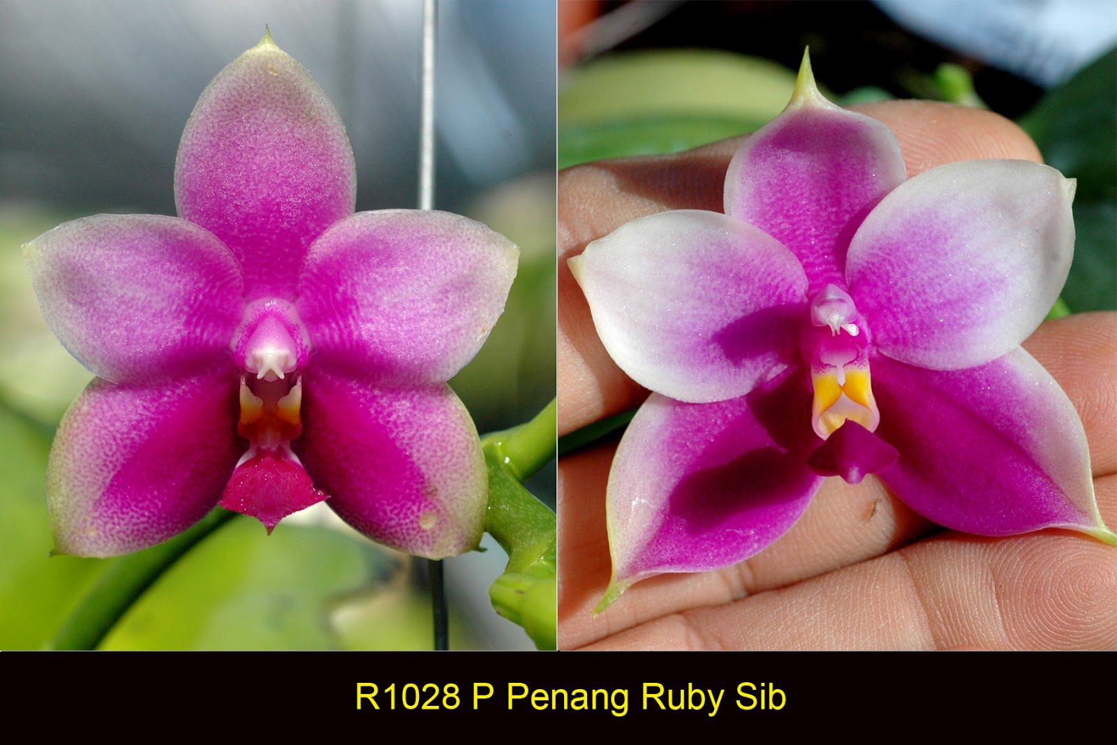 Eucharist Orchids Parent Plants Of My Hybrids 3