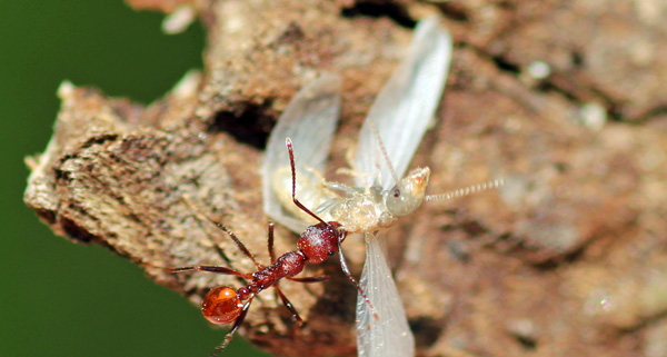 mobugs war of the termites and ants mobugs war of the termites and ants