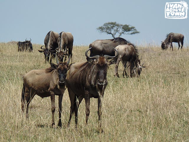 Safari game drive at Maasai Mara National Reserve in Kenya