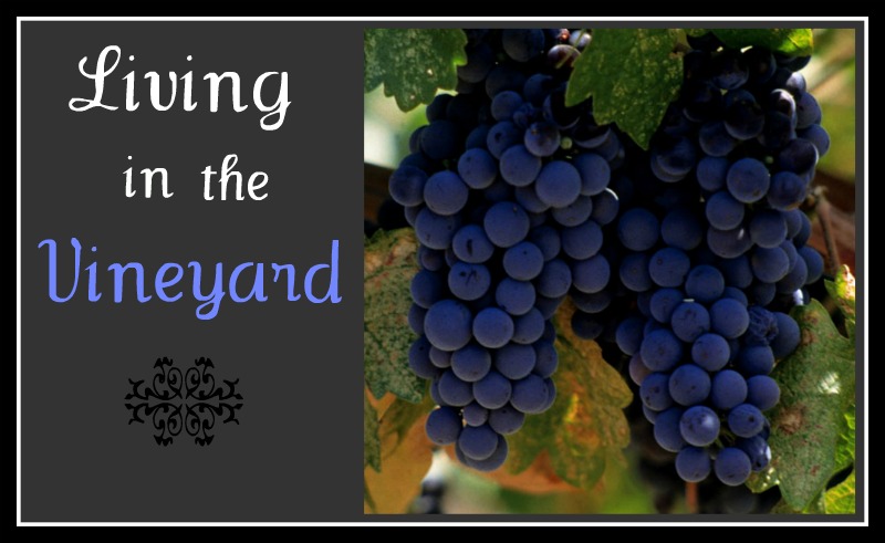 Living in the Vineyard