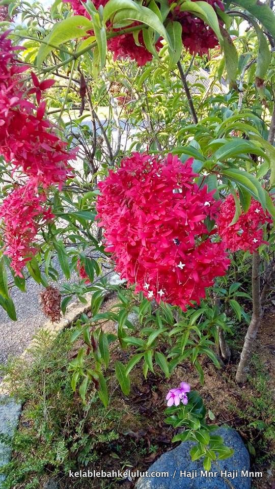 Pokok Bunga Kelulut - Bunga Pecah Periuk (Carphalea kirondron) - Kelab