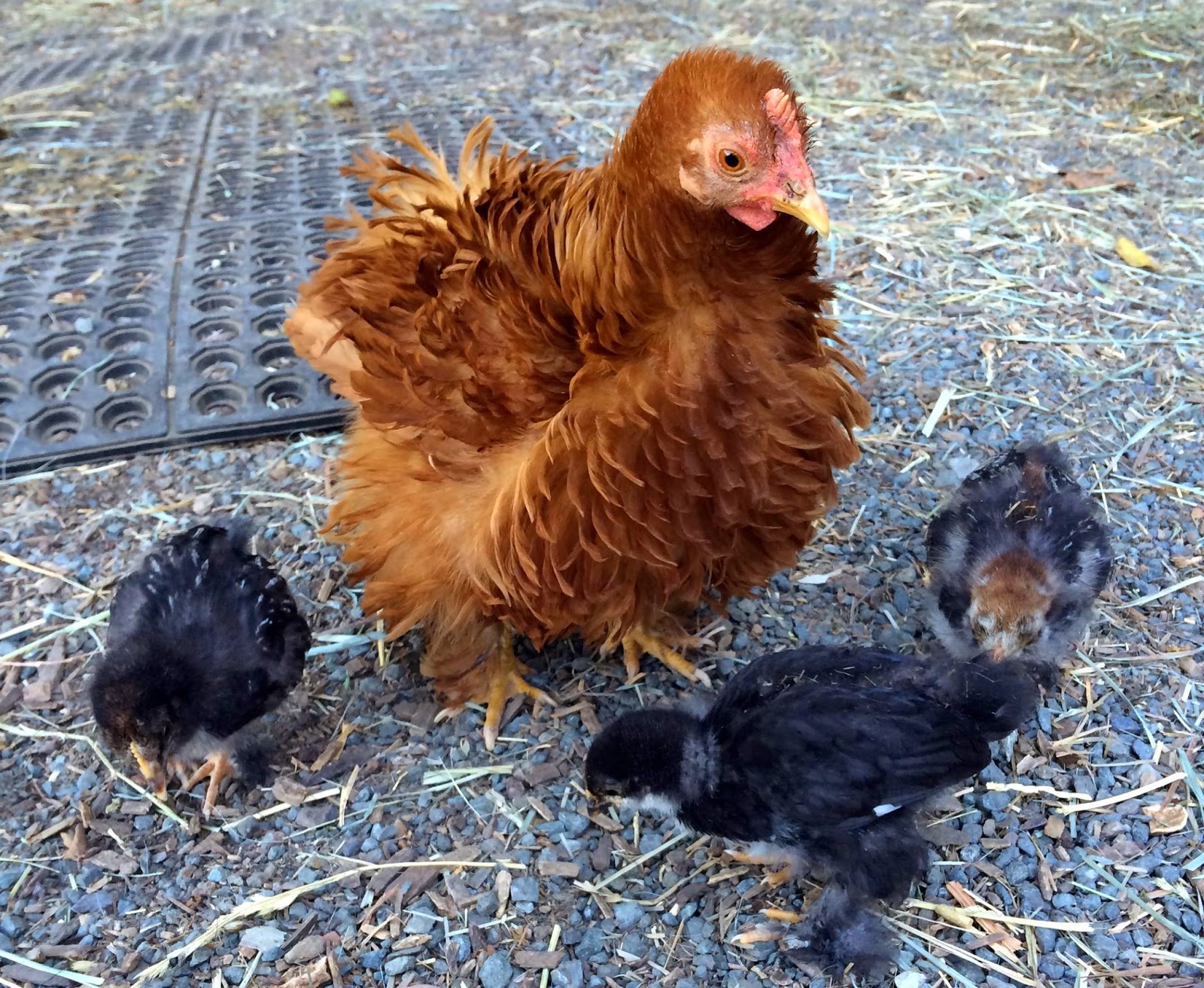 My Favorite Chicken Died DIY Horse Ownership