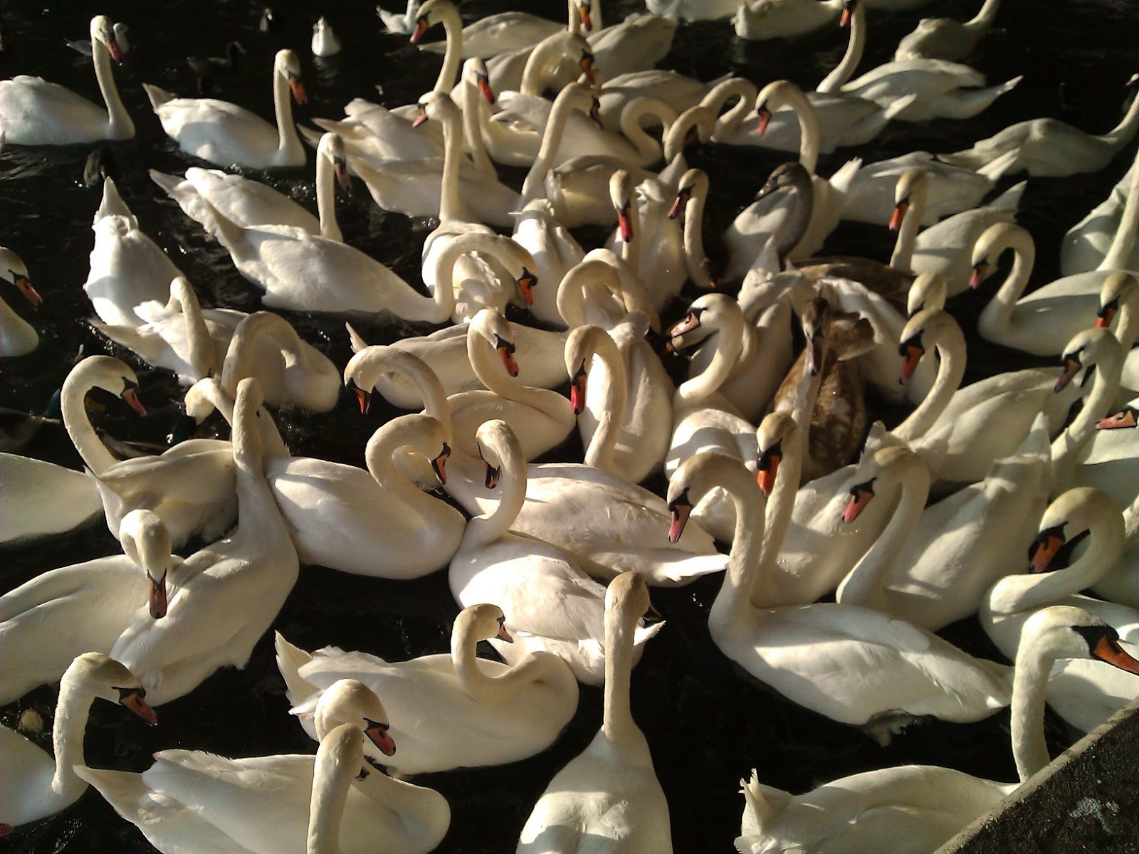 Der Bewusste Freigeist 2012