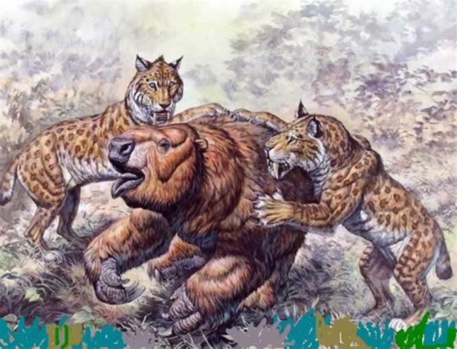 What Do Saber Tooth Cats Eat What Do Saber Tooth Cats Eat