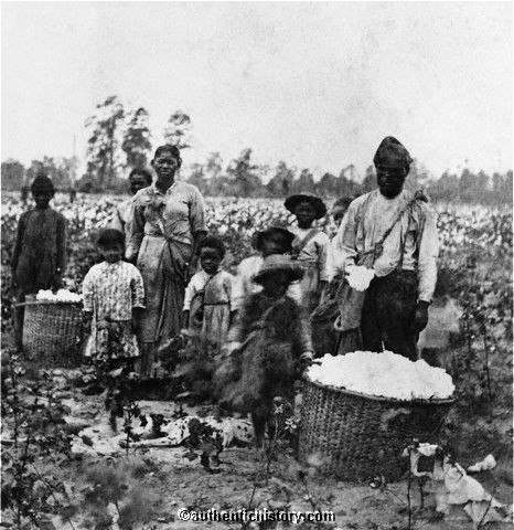 Cotton Picking Slaves