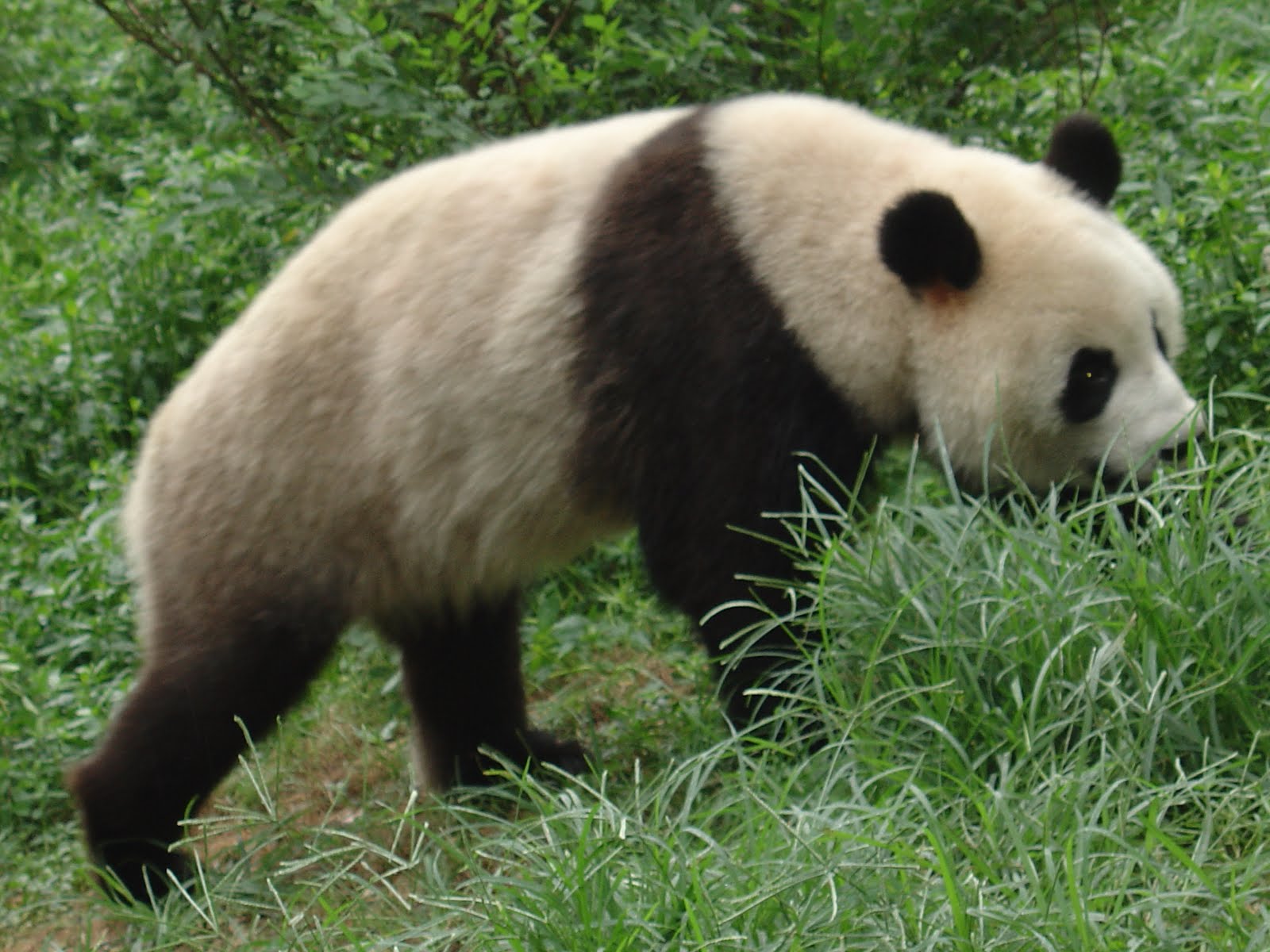 Panda bears endangered species image