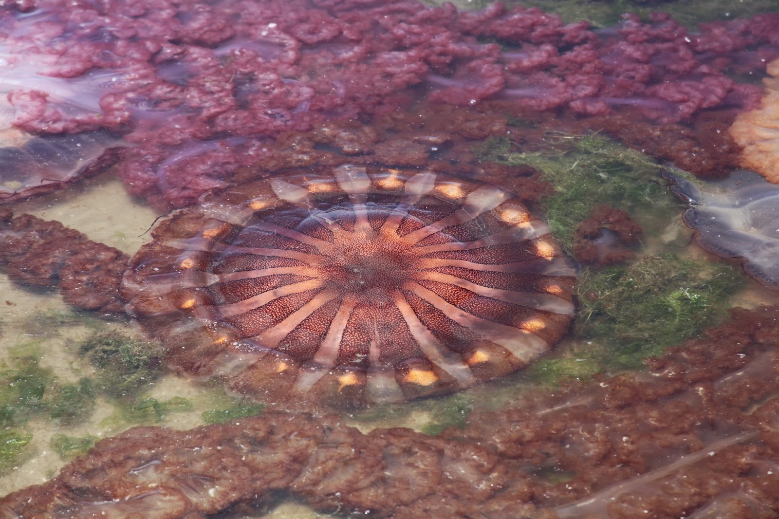 .punctum. beached jellyfish Paracas, Peru