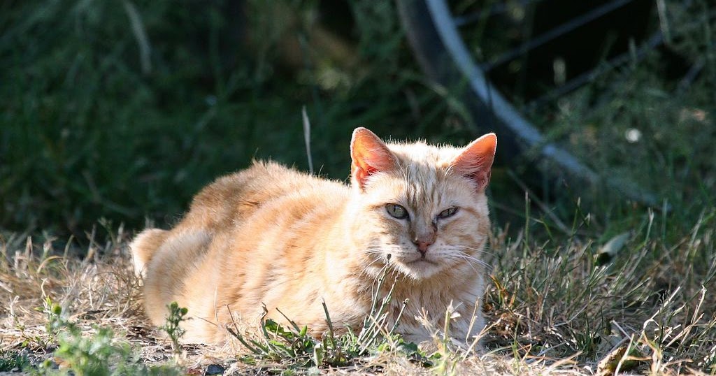 The Feral Life Cat Blog: Suspicious Orange Cat