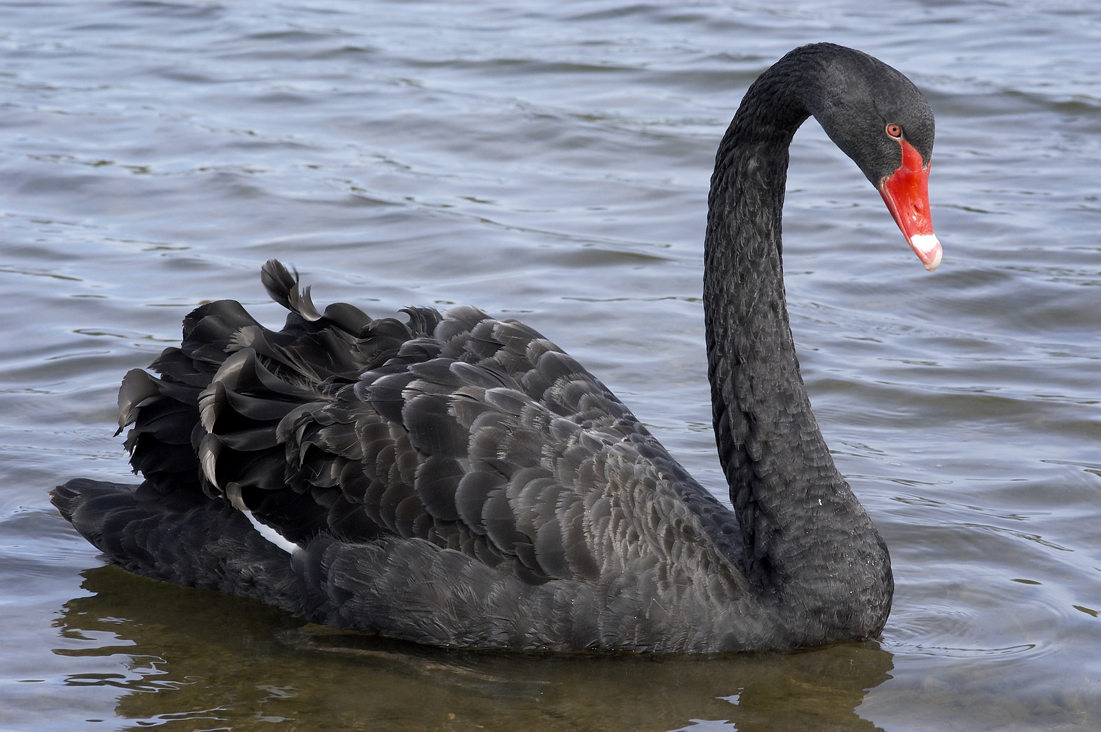 There are black swans on the River Ugie in Scotland.