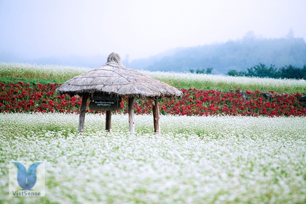 [Image: le-hoi-hoa-lieu-mach-o-han-quoc-5.jpg]