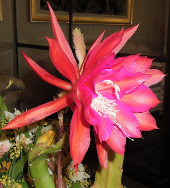 Vermelha c/lilás - Cactus Orquídea Epiphyllum