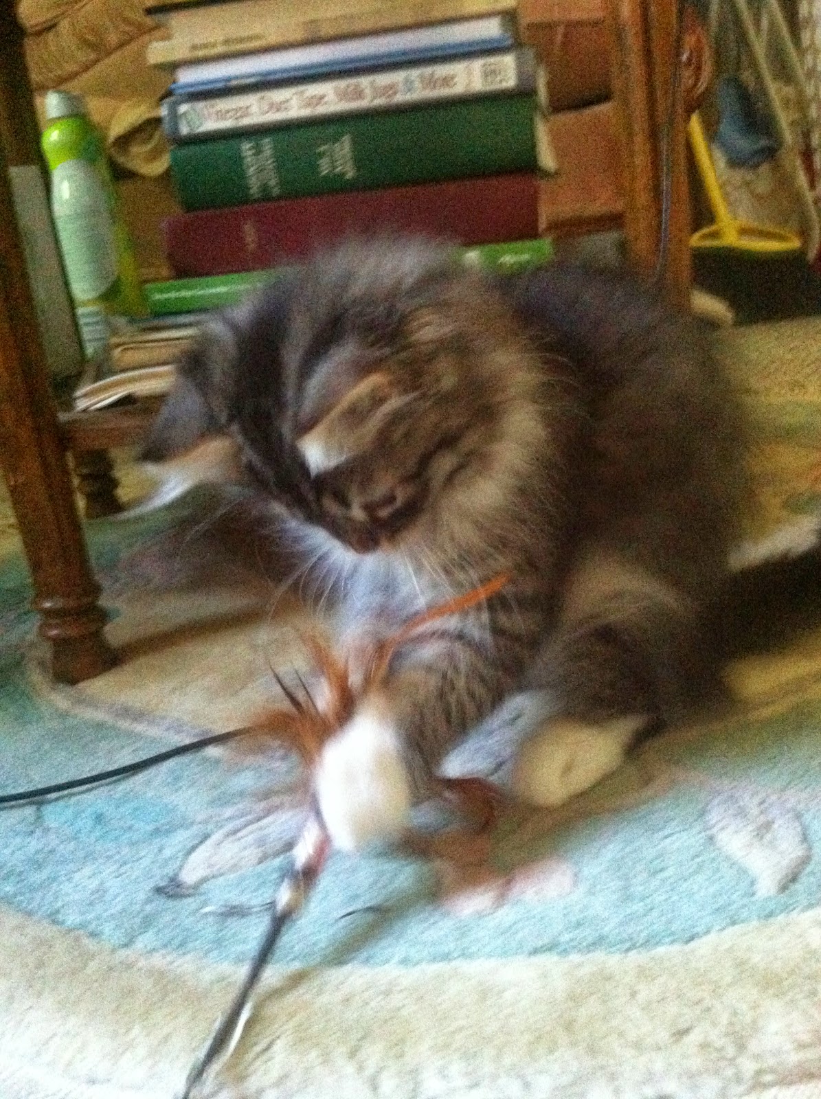 Cherished Siberians Siberian Cat Breeder from Unionville, Virginia