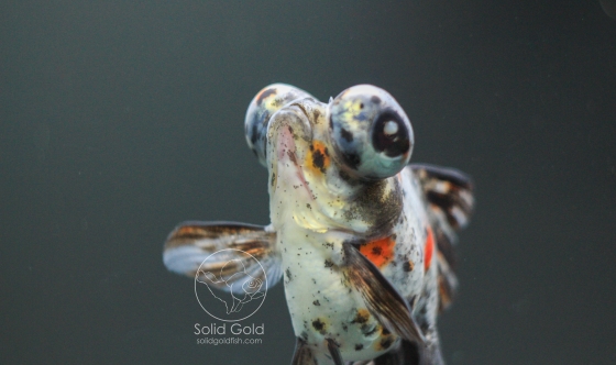 Calico Butterfly Telescope Calico Telescope Eye Goldfish