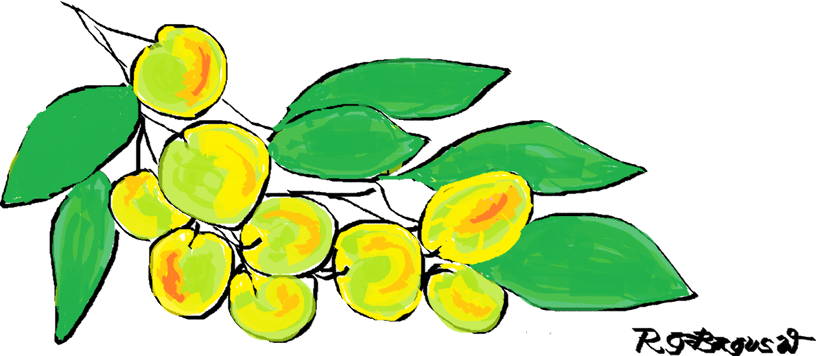 TAMANINDRIA YUK KITA MENGGAMBAR BUAH MANGGA