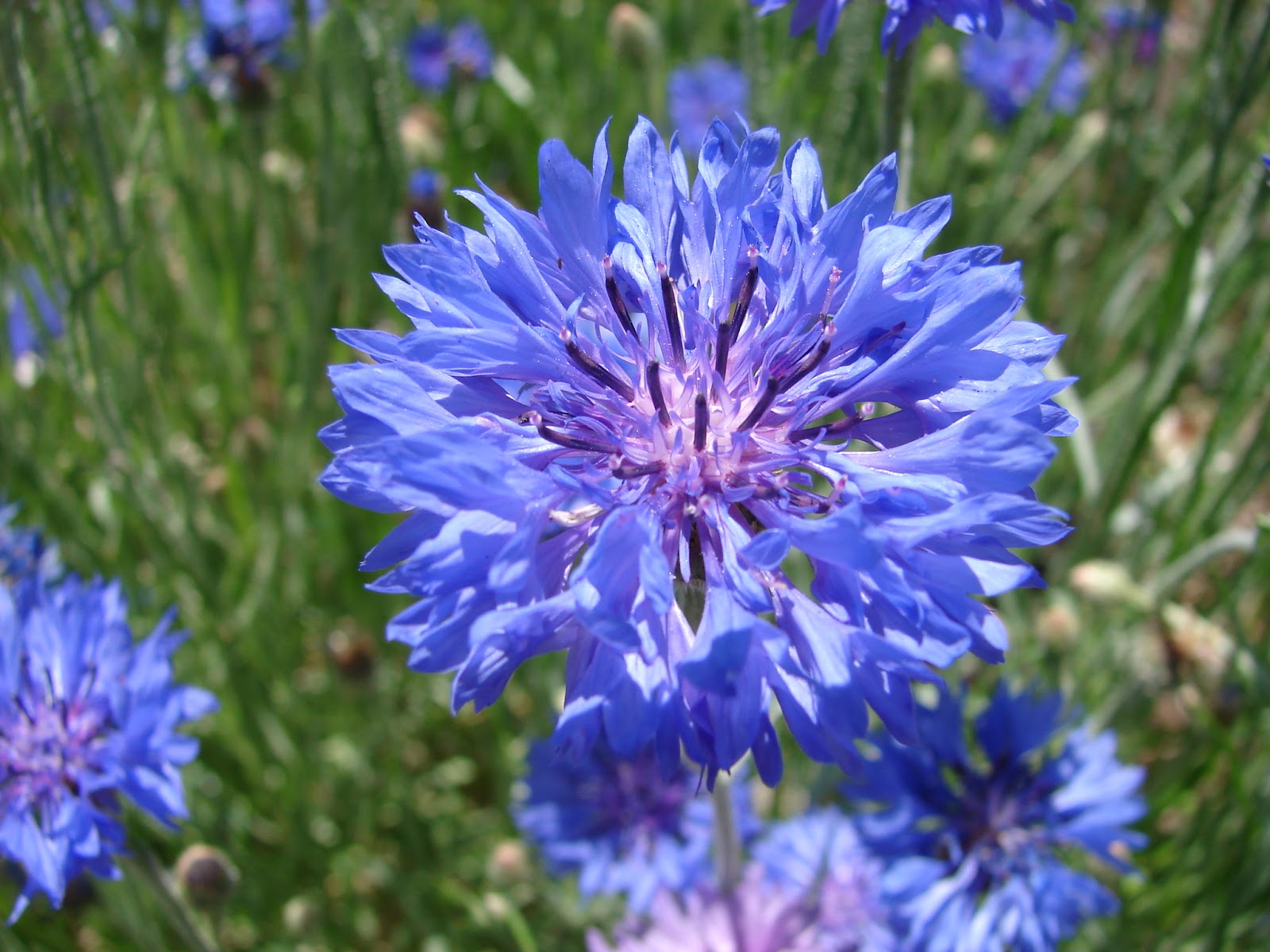 New Utah Gardener Bachelor Buttons!